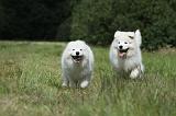 SAMOYEDE 042